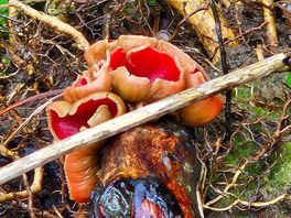 Scarlet cup mushrooms