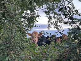 Friendly neighbours