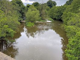 River dove