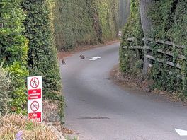 Bunnies played on the roads before the campsite woke up every morning.