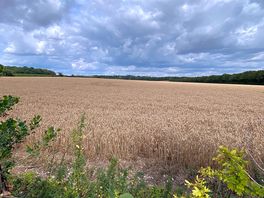 Beautiful fields of wheat surrounded the campsite