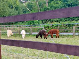 Alpacas