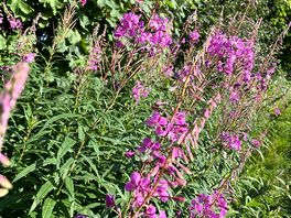 Foxgloves by the river