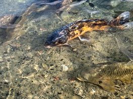 Fish amazing