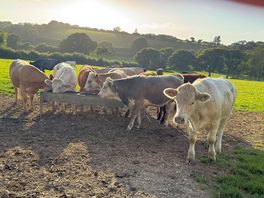 Farm life
