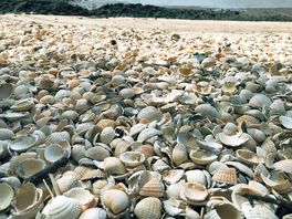 Seashell beach at rockliffe