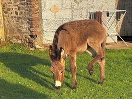 Baby donkey - he inspects everything
