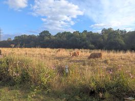 Cows the the field across the river