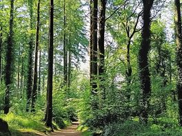 Forêt autour du lac du drennec