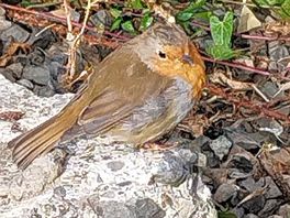 Fledgling