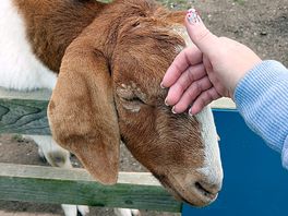 Lovely goat