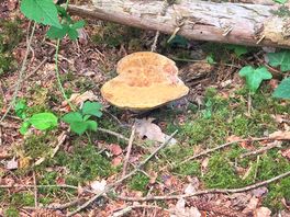 Spotted some mushrooms.