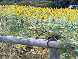 The beautiful sunflowers at jubilee camping 🌻