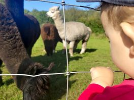 Admiring the alpaca's