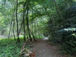 Woodland walk to the pub