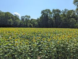 Tournesols