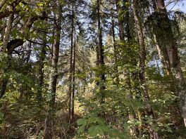 Walk in the woods