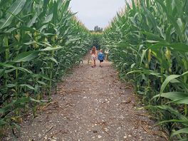 Exploring the corn field maze