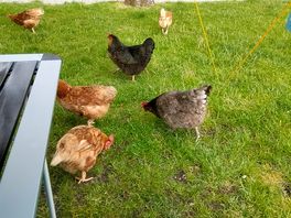 Chickens free roaming