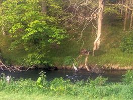 Even a heron