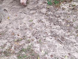 Piggy 1