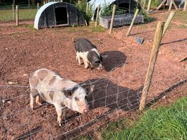 Friendly onsite animals!