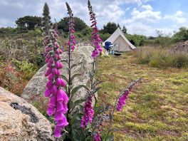 Foxgloves!