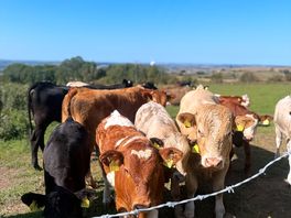 Cows,cows and more cows