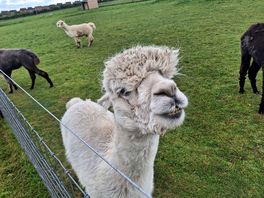 Alpaca