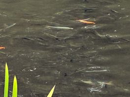 Lovely fly fishing lake