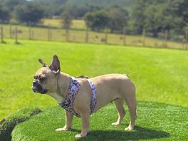 Dog field is a brilliant addition to site.