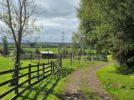 Dog walk