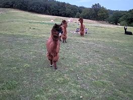 Friendly alpaca