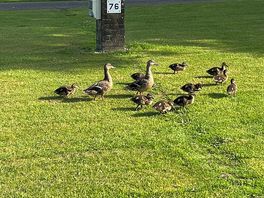 Ducks