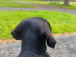 Even the dog loved the views..