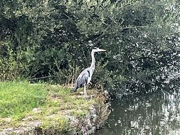 Wildlife