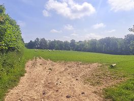 Sheep field