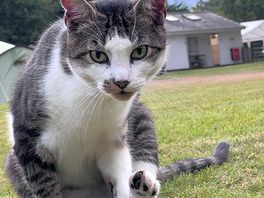 Cat!