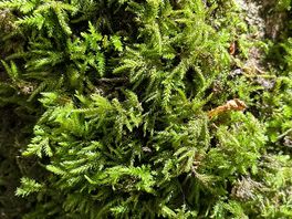 Moss!