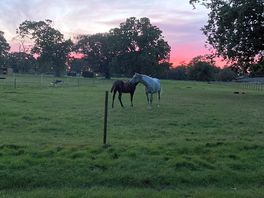 Horses in the paddock as the sun sets