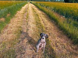 Great for walking the dog.