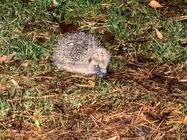 Hedgehog getting ready to hibernate