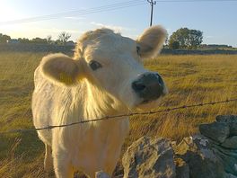 The animals are so friendly it was lovely