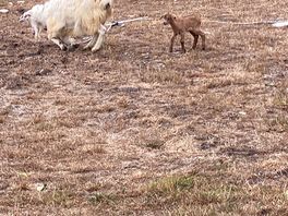 La bebe de la granja