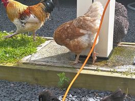 Free range chickens who aren’t afraid to pop in and say hello!