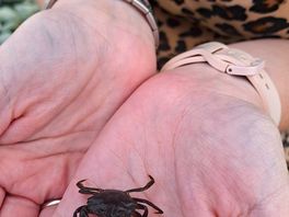 We came across loads of the little crabs on our weekend