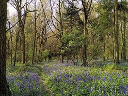 Bluebell wood