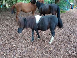 Beautiful little shetland pony so friendly