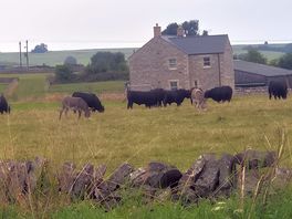 Neighbours were a bit wild!