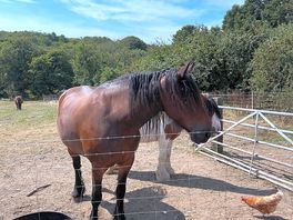 Horses!
